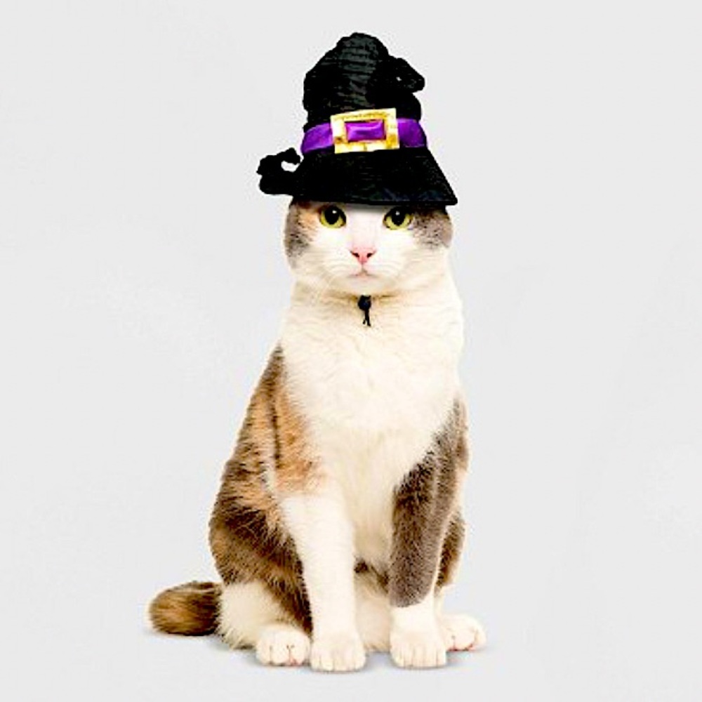 Witch hat pet costume